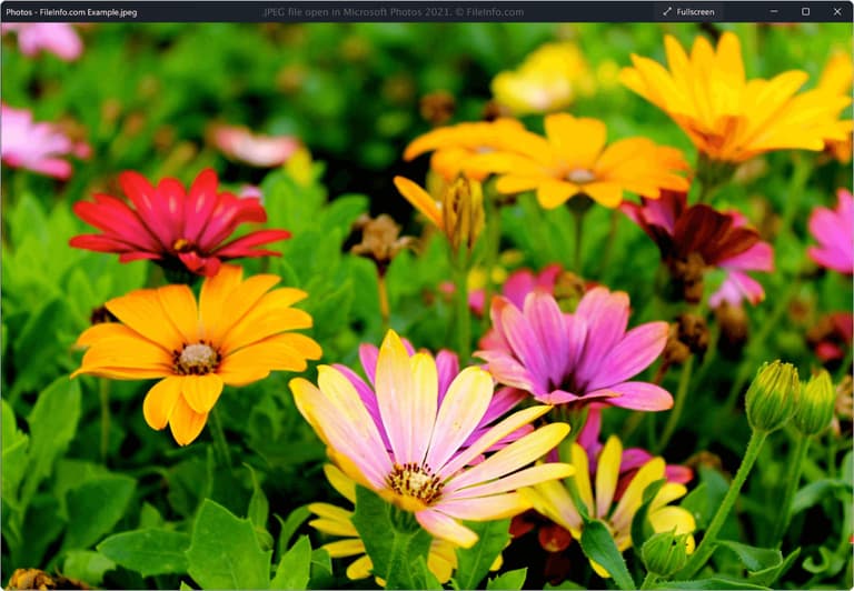 A close-up view of vibrant daisy-like flowers in red, orange, pink, and yellow hues.