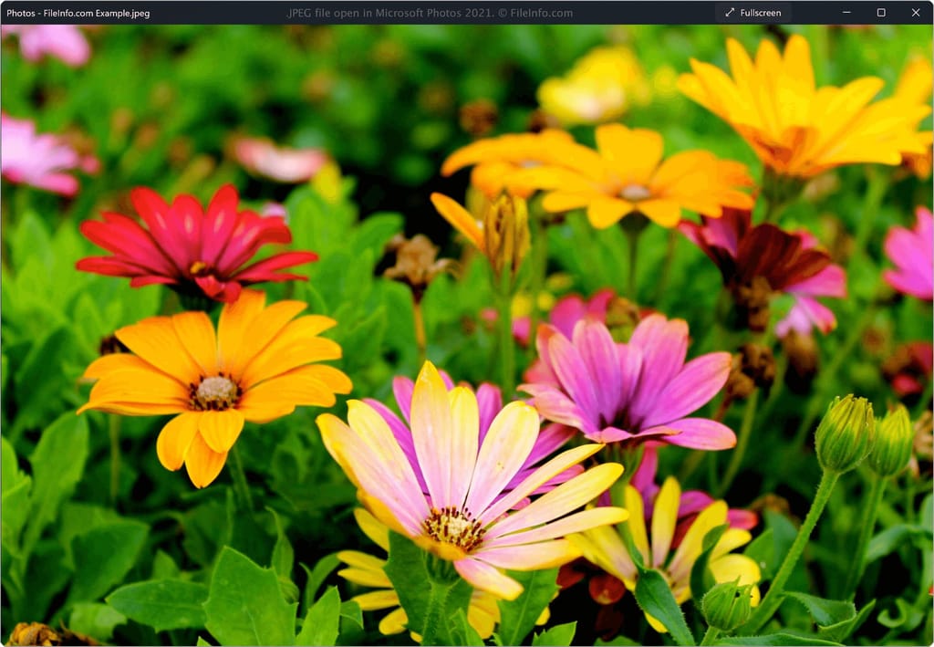 A close-up view of vibrant daisy-like flowers in red, orange, pink, and yellow hues.